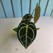 Load image into Gallery viewer, #FR29 Dark Anthurium Crystallinum x