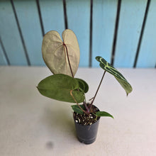 Load image into Gallery viewer, #FR29 Dark Anthurium Crystallinum x