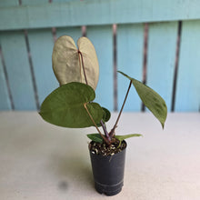 Load image into Gallery viewer, #FR29 Dark Anthurium Crystallinum x