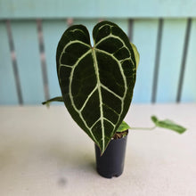 Load image into Gallery viewer, #FR25 Dark Anthurium Crystallinum x
