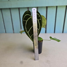 Load image into Gallery viewer, #FR25 Dark Anthurium Crystallinum x