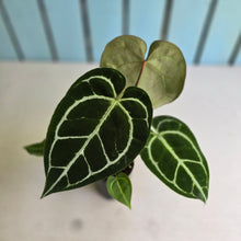 Load image into Gallery viewer, #FR25 Dark Anthurium Crystallinum x