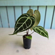Load image into Gallery viewer, #FR25 Dark Anthurium Crystallinum x
