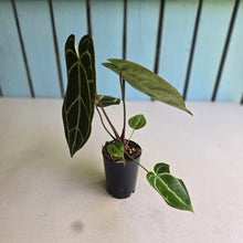 Load image into Gallery viewer, #FR25 Dark Anthurium Crystallinum x