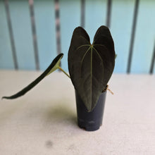 Load image into Gallery viewer, #FR4 Anthurium Papillilaminum x