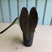 Load image into Gallery viewer, #FR4 Anthurium Papillilaminum x