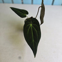 Load image into Gallery viewer, #FR4 Anthurium Papillilaminum x