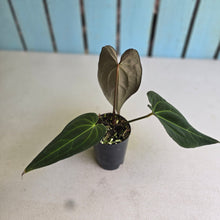 Load image into Gallery viewer, #FR4 Anthurium Papillilaminum x