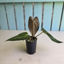 Load image into Gallery viewer, #FR4 Anthurium Papillilaminum x
