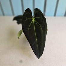 Load image into Gallery viewer, #FR20 Anthurium Papillilaminum x