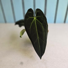 Load image into Gallery viewer, #FR20 Anthurium Papillilaminum x