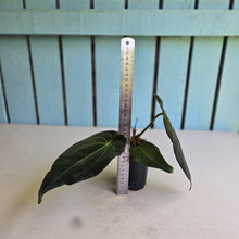 Load image into Gallery viewer, #FR20 Anthurium Papillilaminum x