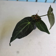 Load image into Gallery viewer, #FR20 Anthurium Papillilaminum x