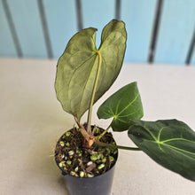 Load image into Gallery viewer, #FR20 Anthurium Papillilaminum x