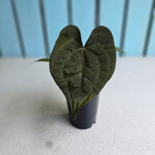 Load image into Gallery viewer, #FR36 Anthurium Papillilaminum x Ace of Spades