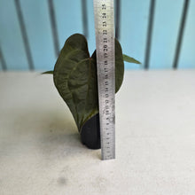Load image into Gallery viewer, #FR36 Anthurium Papillilaminum x Ace of Spades