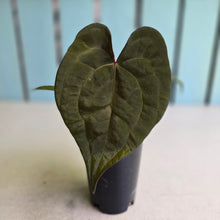Load image into Gallery viewer, #FR36 Anthurium Papillilaminum x Ace of Spades