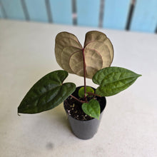 Load image into Gallery viewer, #FR36 Anthurium Papillilaminum x Ace of Spades