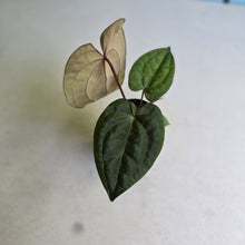 Load image into Gallery viewer, #FR36 Anthurium Papillilaminum x Ace of Spades