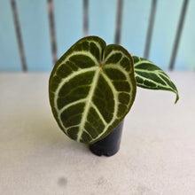 Load image into Gallery viewer, #FR44 Anthurium Dark Crystallinum x Forgetii