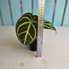 Load image into Gallery viewer, #FR44 Anthurium Dark Crystallinum x Forgetii