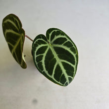 Load image into Gallery viewer, #FR44 Anthurium Dark Crystallinum x Forgetii