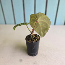 Load image into Gallery viewer, #FR44 Anthurium Dark Crystallinum x Forgetii