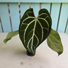 Load image into Gallery viewer, #FR1 Anthurium Dark Crystallinum x Forgetii