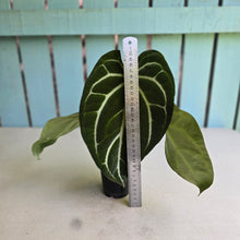 Load image into Gallery viewer, #FR1 Anthurium Dark Crystallinum x Forgetii