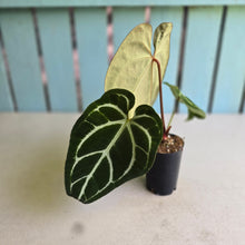 Load image into Gallery viewer, #FR1 Anthurium Dark Crystallinum x Forgetii