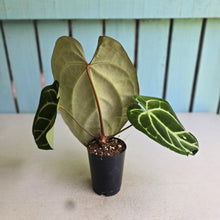 Load image into Gallery viewer, #FR1 Anthurium Dark Crystallinum x Forgetii