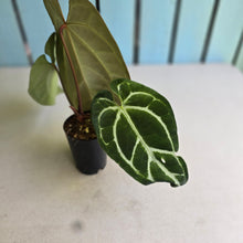 Load image into Gallery viewer, #FR1 Anthurium Dark Crystallinum x Forgetii