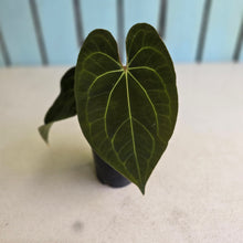 Load image into Gallery viewer, #FR49 Anthurium Papillilaminum x