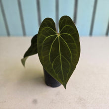 Load image into Gallery viewer, #FR49 Anthurium Papillilaminum x