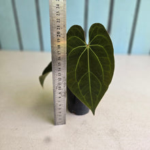 Load image into Gallery viewer, #FR49 Anthurium Papillilaminum x