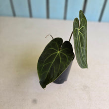Load image into Gallery viewer, #FR49 Anthurium Papillilaminum x