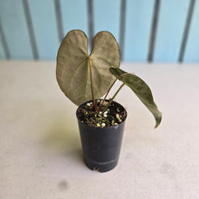 Load image into Gallery viewer, #FR49 Anthurium Papillilaminum x