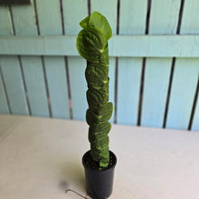 Load image into Gallery viewer, #FR47 Large Rhaphidophora Korthalsii