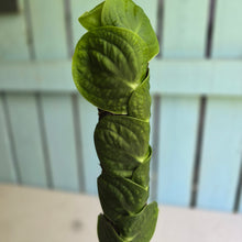 Load image into Gallery viewer, #FR47 Large Rhaphidophora Korthalsii
