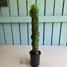 Load image into Gallery viewer, #FR47 Large Rhaphidophora Korthalsii
