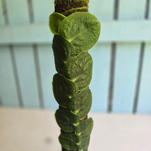 Load image into Gallery viewer, #FR28 Large Rhaphidophora Korthalsii