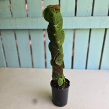 Load image into Gallery viewer, #FR32 Large Rhaphidophora Korthalsii