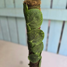 Load image into Gallery viewer, #FR32 Large Rhaphidophora Korthalsii