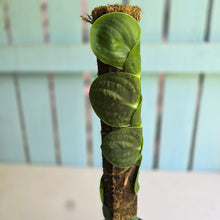 Load image into Gallery viewer, #FR32 Large Rhaphidophora Korthalsii