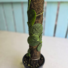Load image into Gallery viewer, #FR32 Large Rhaphidophora Korthalsii