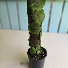 Load image into Gallery viewer, #FR32 Large Rhaphidophora Korthalsii