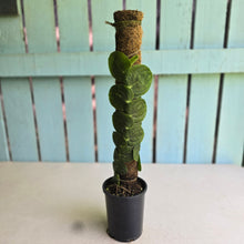 Load image into Gallery viewer, #FR48 Large Rhaphidophora Korthalsii