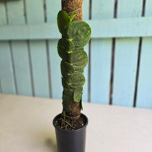 Load image into Gallery viewer, #FR48 Large Rhaphidophora Korthalsii