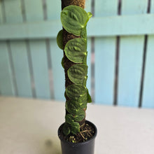 Load image into Gallery viewer, #FR48 Large Rhaphidophora Korthalsii