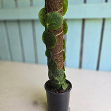 Load image into Gallery viewer, #FR48 Large Rhaphidophora Korthalsii